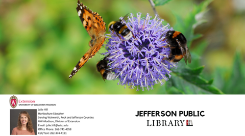 Monarch butterfly and three rust colored bumblebees resting on a purple colored globe flower. 